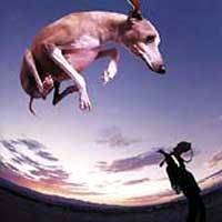 GILBERT PAUL - Flying dog