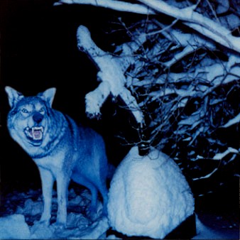 THROES OF DAWN - Pakkasherra